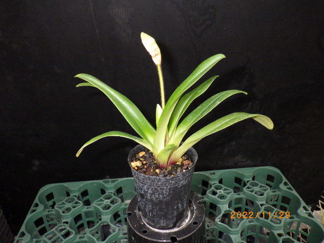 パフィオ 原種 Paph villosum f.annamense x sib 4鉢セット(最後の4鉢)