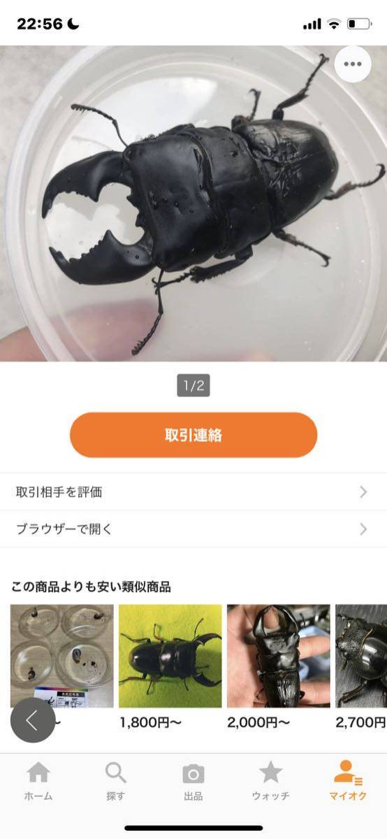初令〜ニ令幼虫6頭 世子血統 大型血統 スマトラオオヒラタクワガタ