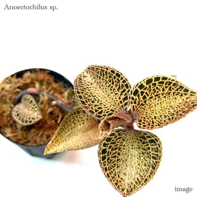 アネクトキルス sp. (ジュエルオーキッド 宝石蘭 観葉植物 熱帯植物