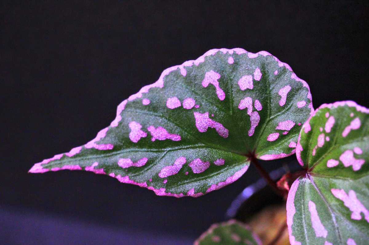 カット苗 TB便 ベゴニアsp.カノウィット Begonia sp.Kanowit TB 熱帯