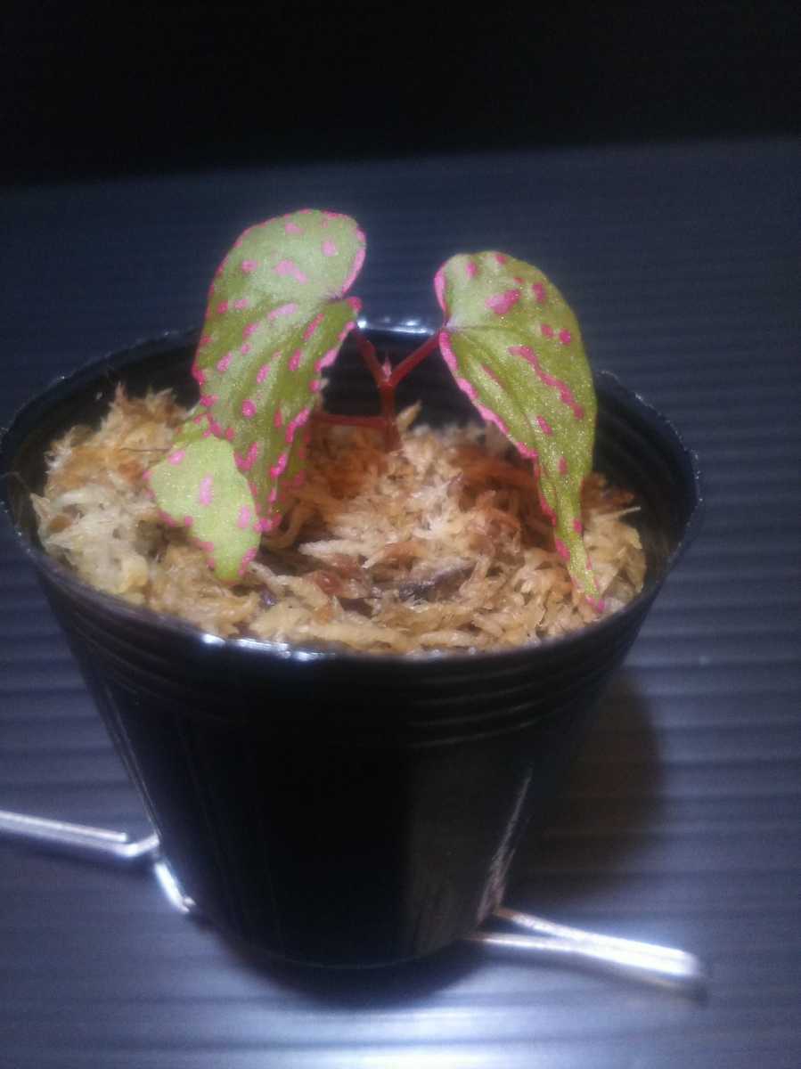 カット苗 TB便 ベゴニアsp.カノウィット Begonia sp.Kanowit TB 熱帯