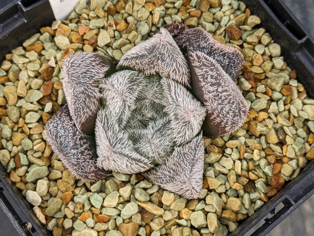 1b番 ハオルチア 多肉植物 グロエネワルディ錦糊斑 自家繁殖