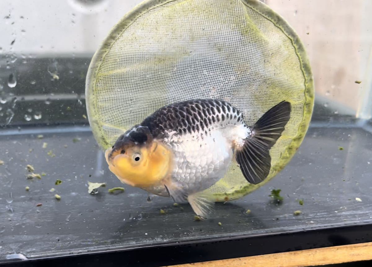 らんちゅう 当歳 自家産 なんだかよくわからないけど可愛い子 1円 らんちゅう 当歳 自家産 なんだかよくわからないけど可愛い子 1円