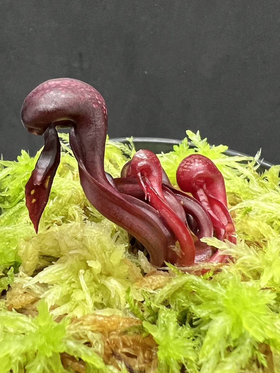 Darlingtonia californica” alpine form Darlingtonia californica” alpine form
