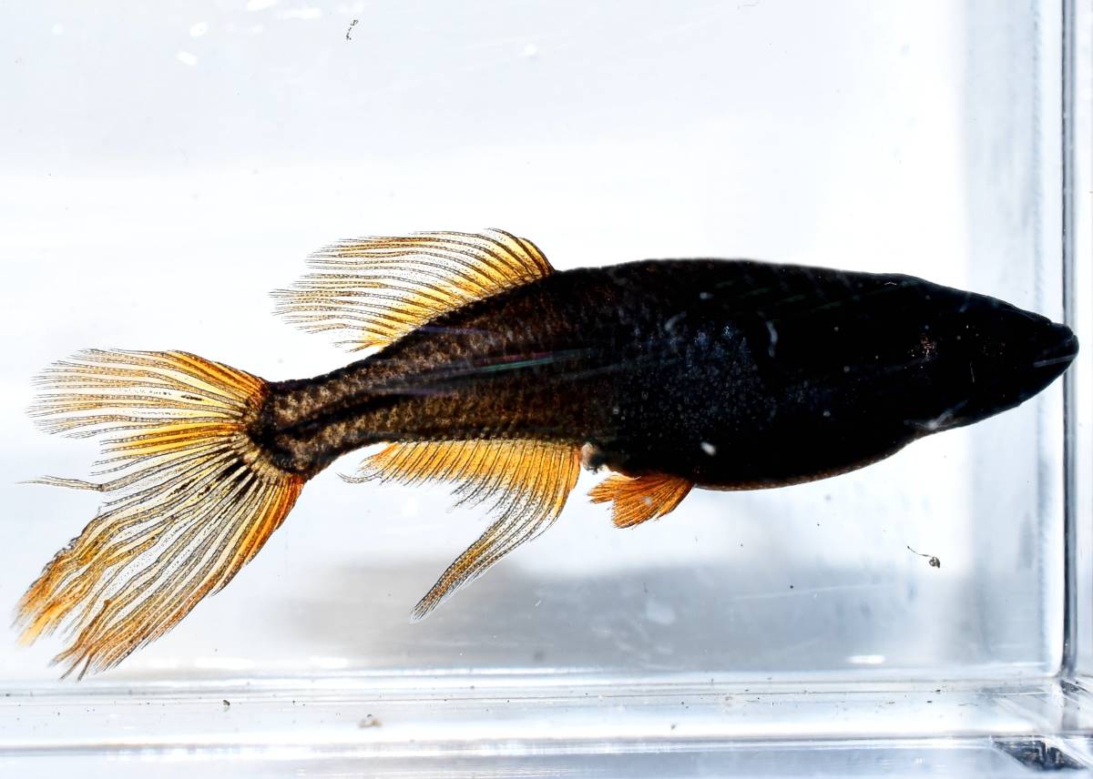 m-style◇◆　本家筋　～　妲己　～　（生後65日）　10匹　　◆◇