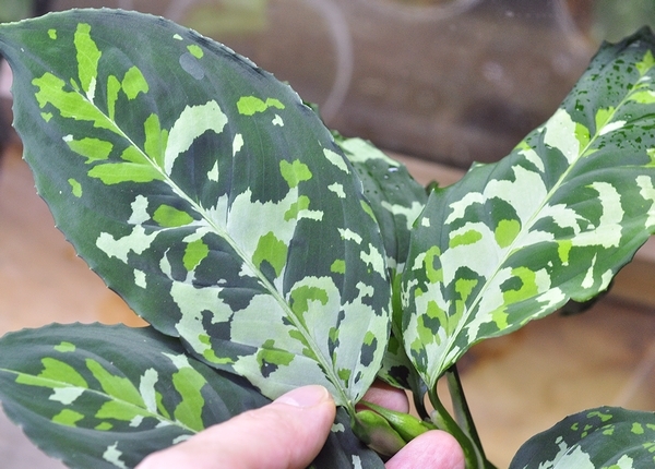 アグラオネマ ピクタム 正規タグつき大株 Aglaonema pictum カミハタ便