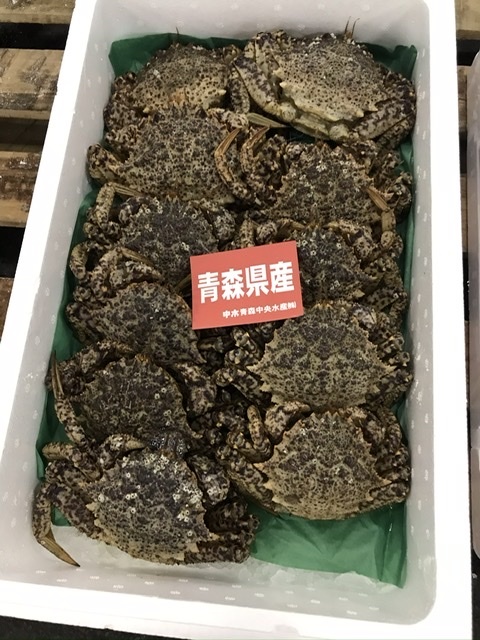 通販 トゲクリガニ クリガニ 昆虫用品 青森県陸奥湾産クリガニ