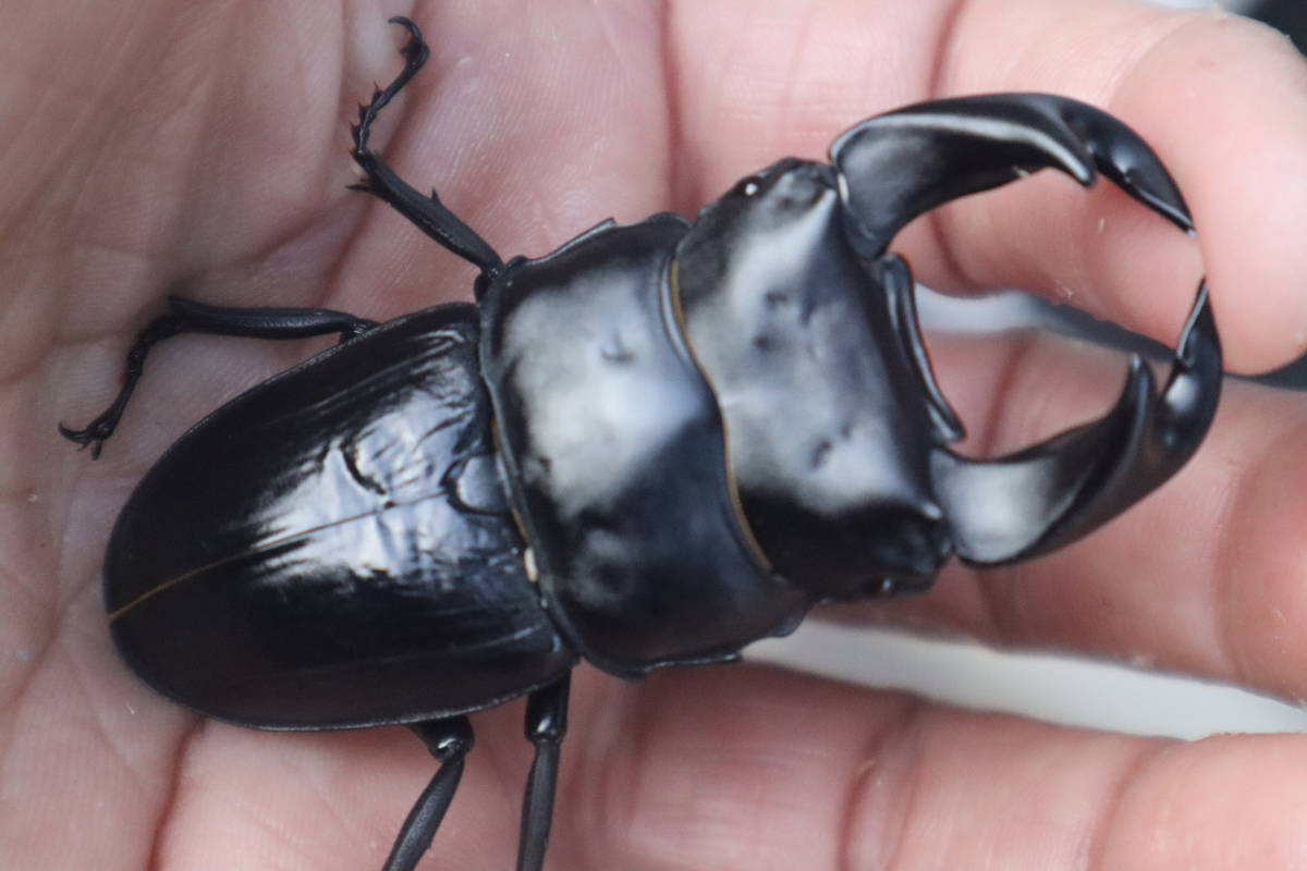 calmana】パラワン オオヒラタ♂100.2mm + ♀47mm up #0406-1