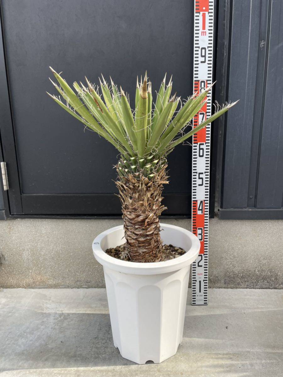 ユッカ 発根済 フィリフェラ 冬越え経験あり 子株二つが生え 0 発
