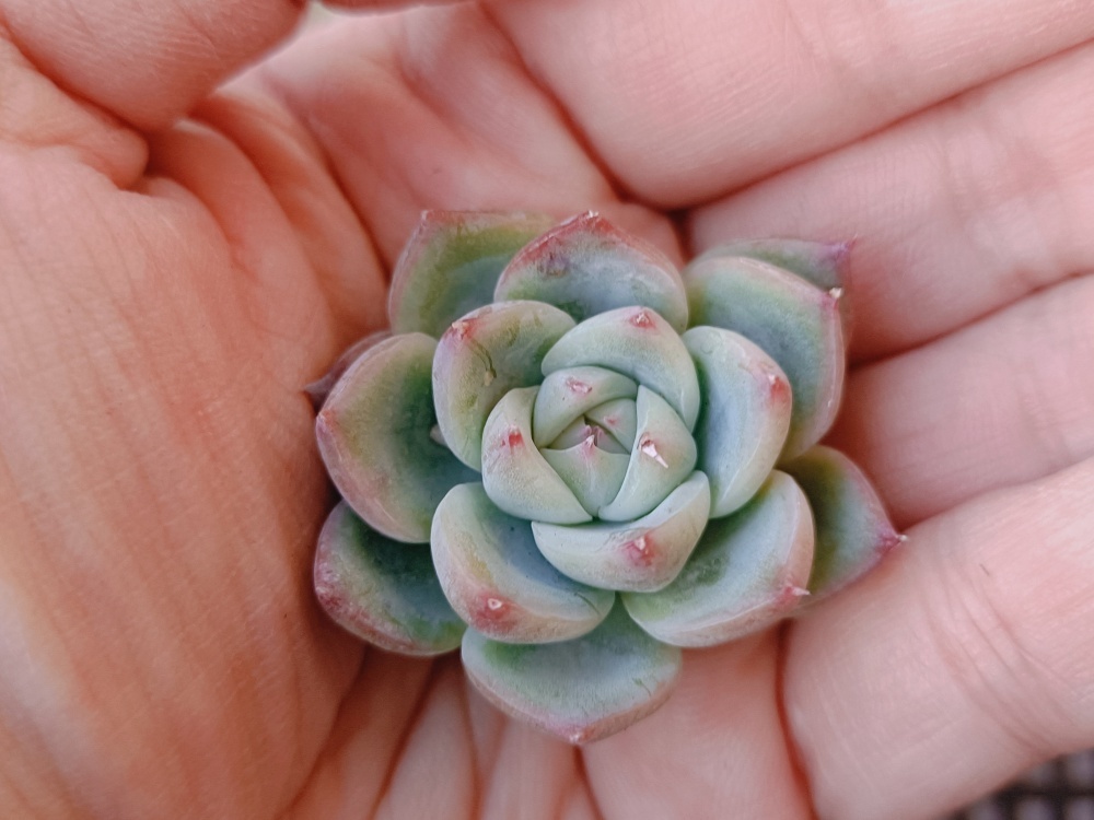 0110-X195ピンククリスタルローズ35 個 小さい苗＊大人気多肉植物 エケベリア