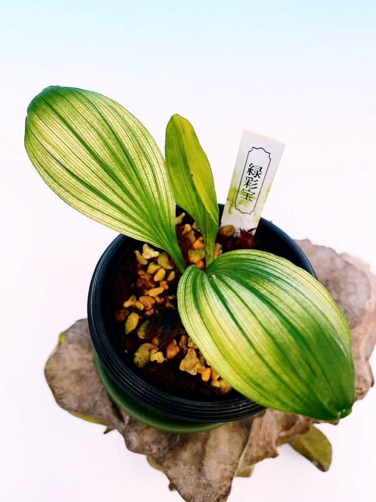 ☆寿峰苑☆続！新年プレゼント企画☆「緑彩宝」自然種チャボ柄素心珍品種 小苗/// えびね エビネ カランセ 野生蘭 Cal.///