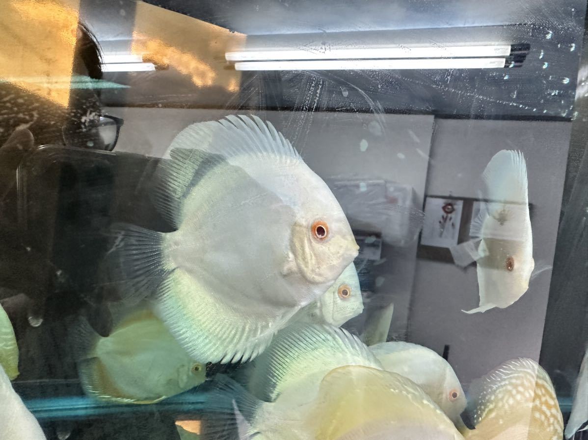 【ディスカス】ルビーインプラチナ　１匹　A