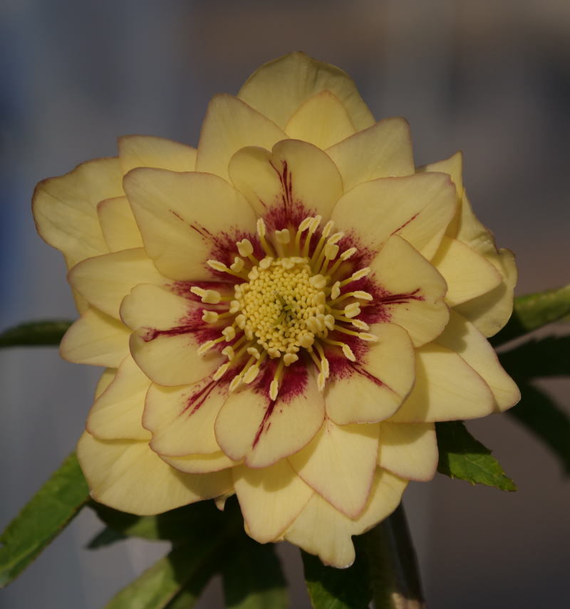 クリスマスローズ 開花実績株 DDイエローピコティ クリスマスローズ 開花実績株 DDイエロー刷毛ピコティ