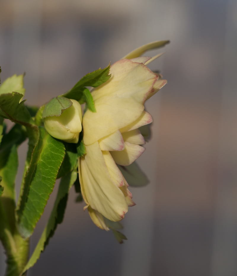 クリスマスローズ 開花実績株 DDイエローピコティ クリスマスローズ 開花実績株 DDイエロー刷毛ピコティ