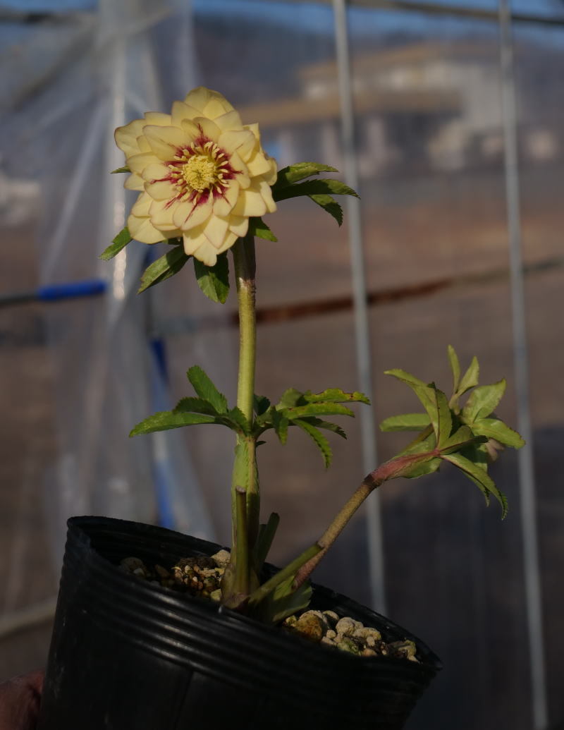 クリスマスローズ 開花実績株 DDイエロー刷毛ピコティ