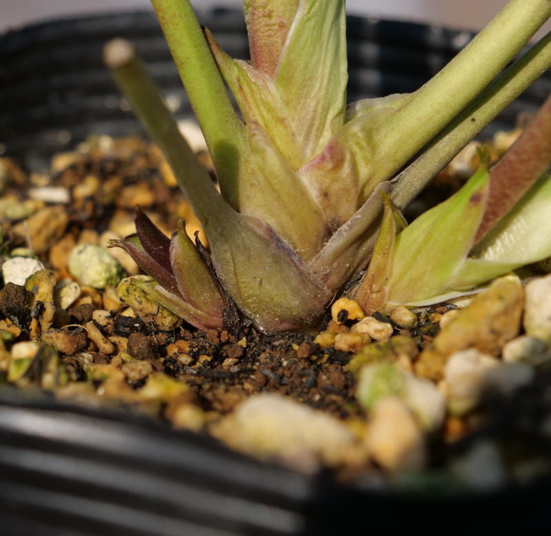 クリスマスローズ 開花実績株 DDイエロー刷毛ピコティ