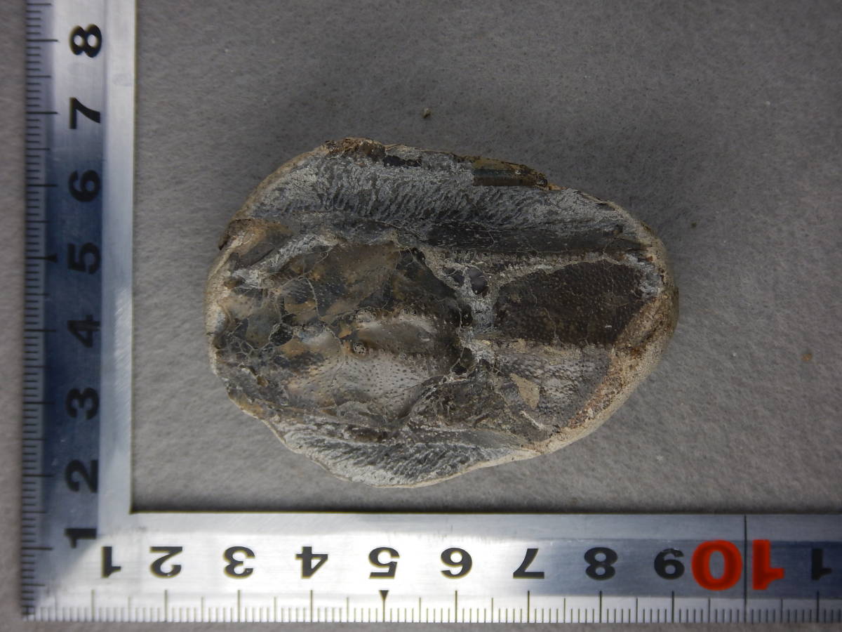 化石　標本　リヌパルス　北海道　エビ　鉱物　地学 化石 標本 リヌパルス 北海道 エビ 鉱物 地学 リヌパルス ハコエビ