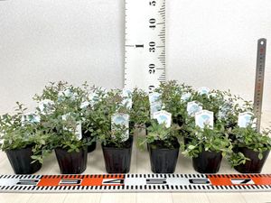 ブルーベリー 苗の値段と価格推移は 397件の売買情報を集計したブルーベリー 苗の価格や価値の推移データを公開