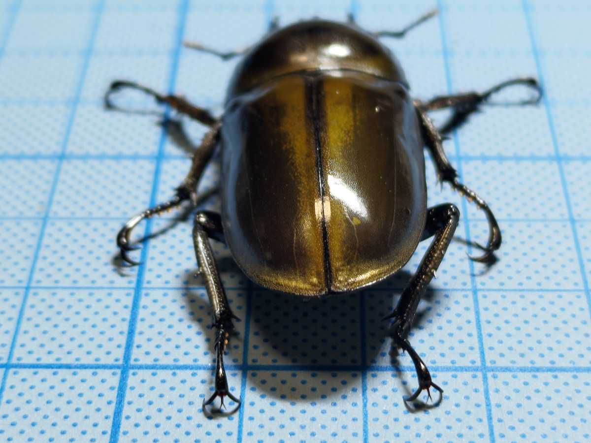 nova】 ババオウゴン 新成虫ペア （72×48/未使用/未後食） ババ 