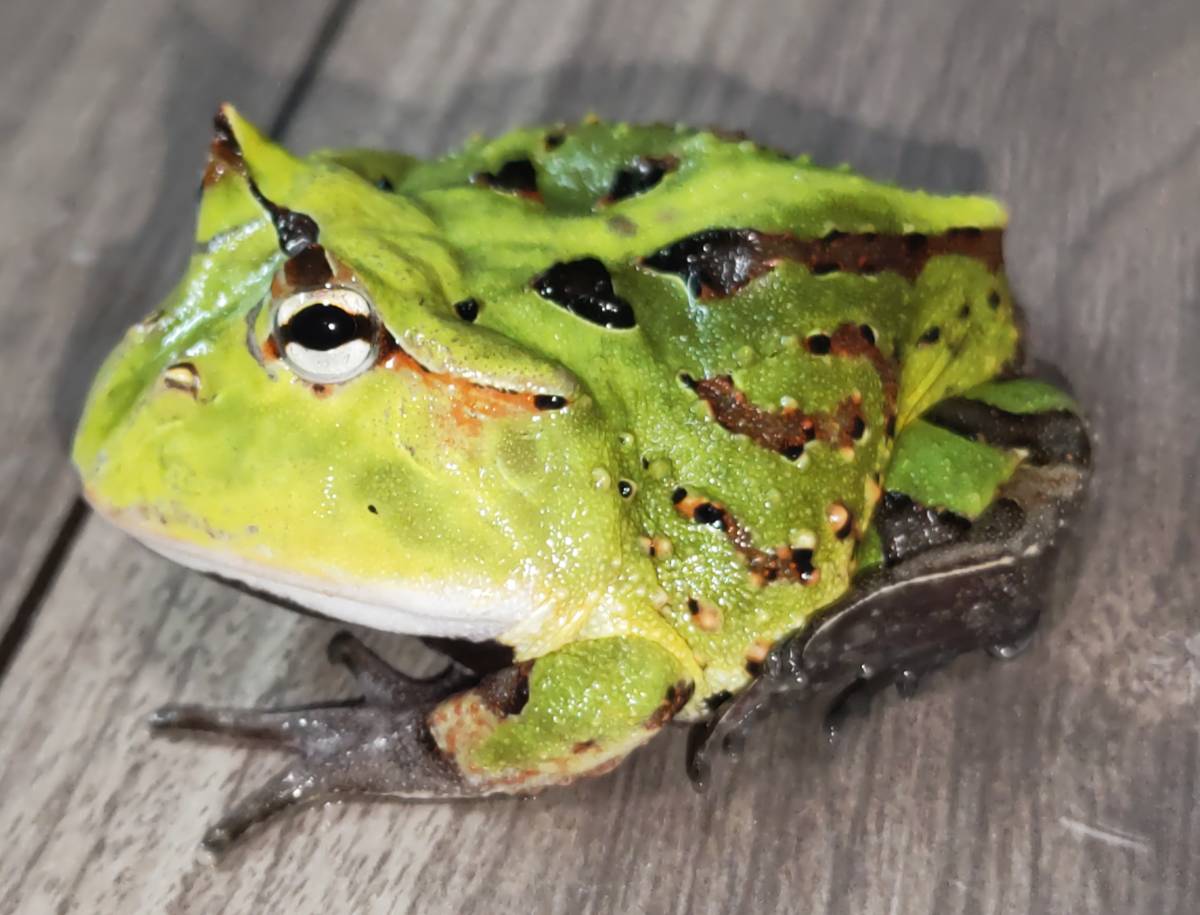 アマゾンツノガエル【CB.グリーン】