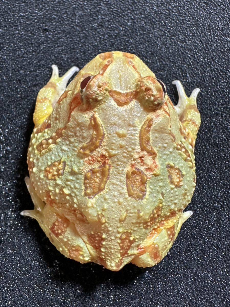 Bears Frog】クランウェルツノガエル ライムグリーン アルビノ ③