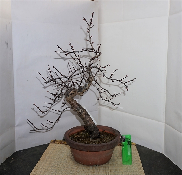 定番，限定セール 【花物盆栽】 梅 緋梅