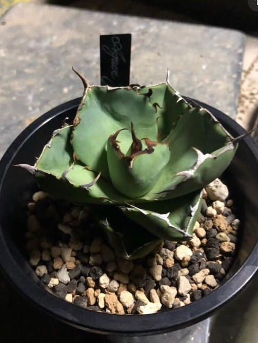 発根済み子株】純血ジャガーノート アガベ チタノタ 連刺 ムチムチ