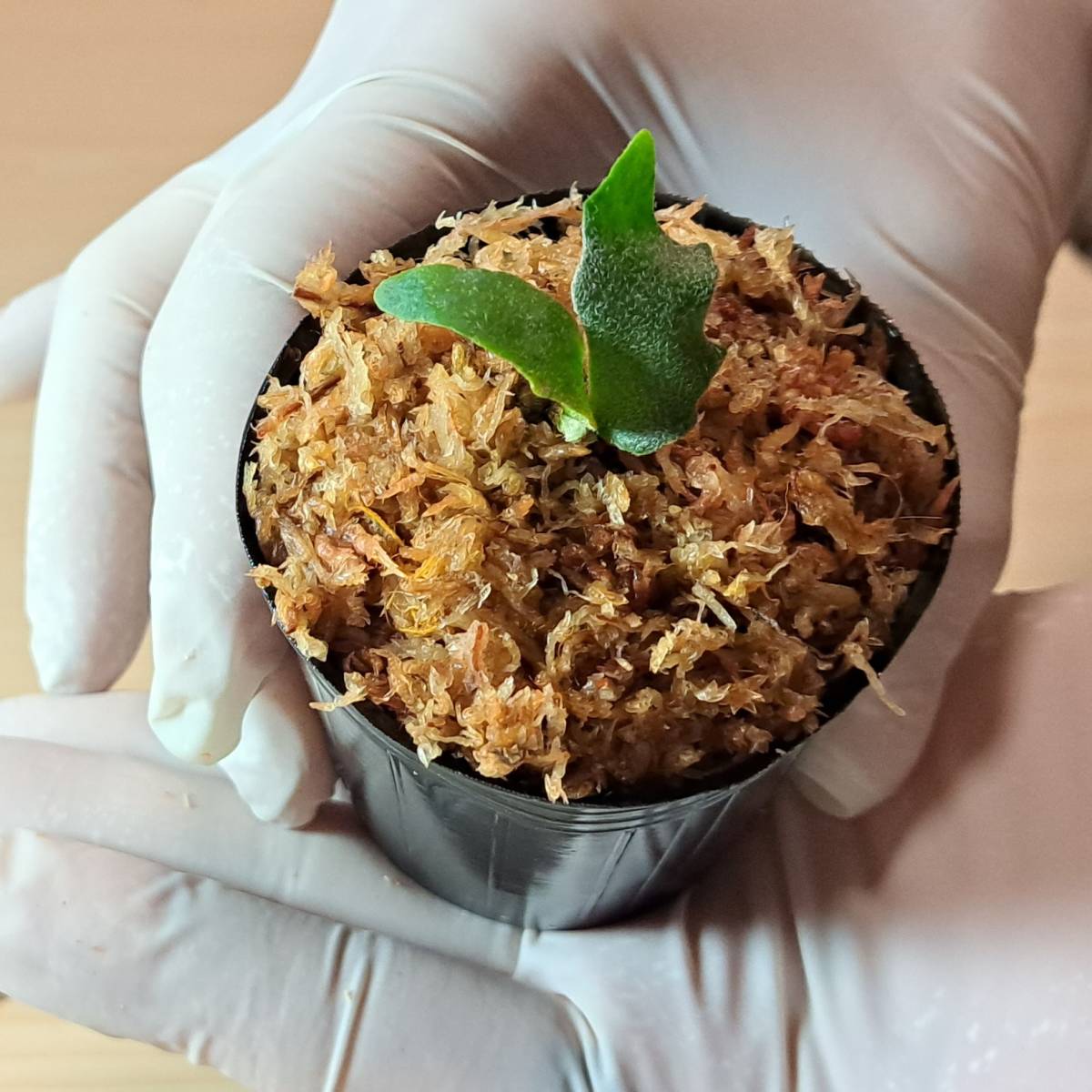 ☆1円スタート☆154 ビカクシダ 植物☆Platycerium willinckii 'Jade Girl'(プラティケリウム ウィリンキー)sporeling/麋角羊歯