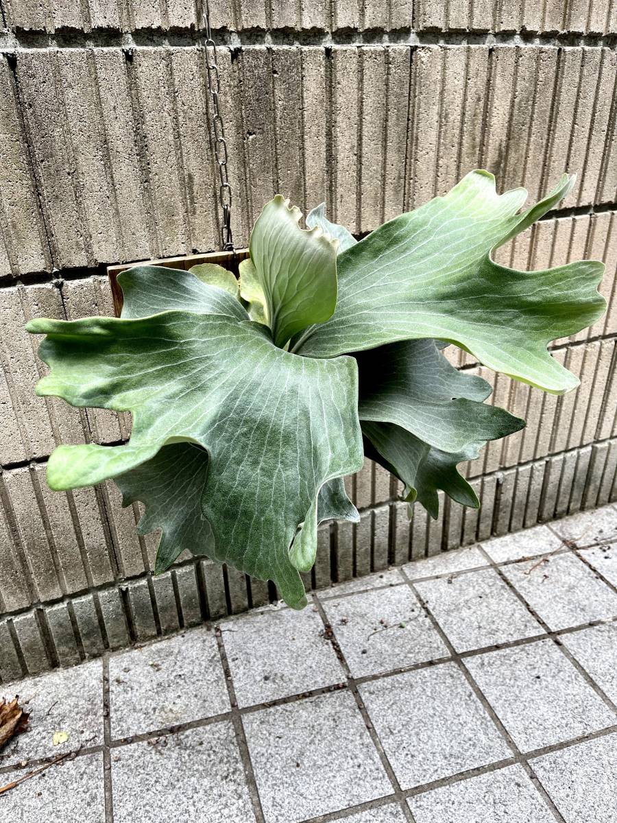 【 P. hillii 'Raijin' OC 子株付き 】Platycerium ビカクシダ コウモリラン