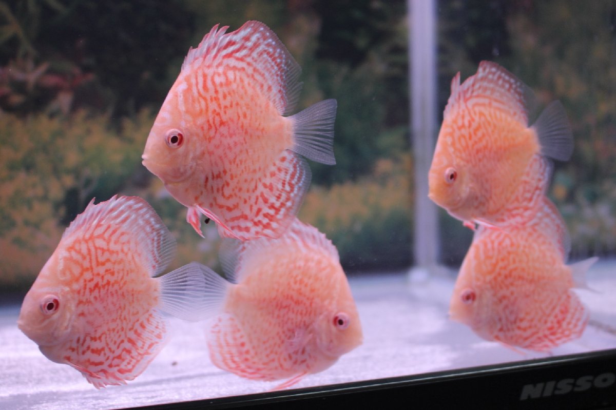 アルビノロイヤルレオパード　５匹セット　１月２２日までのお届け限定　ディスカス(熱帯魚)