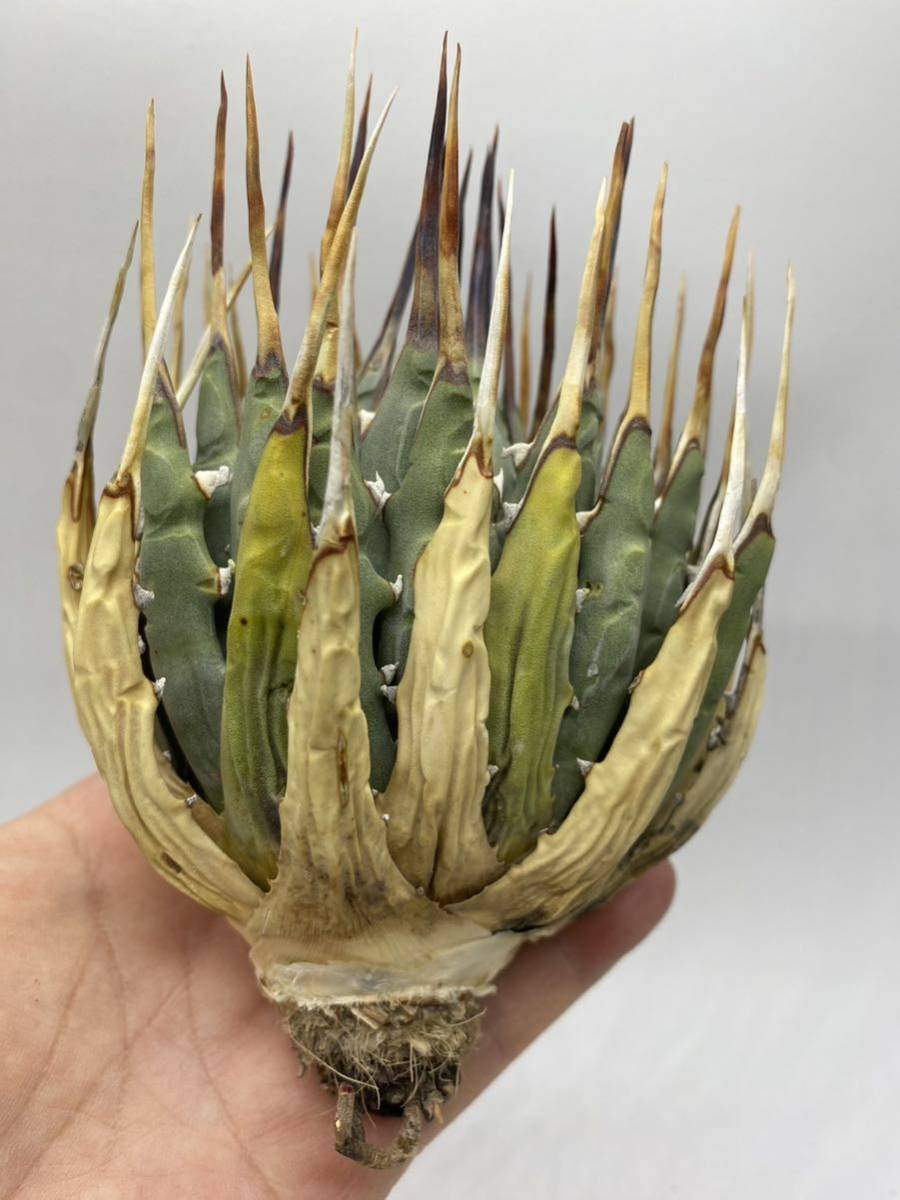 S116-108陽炎蕾形曲棘アガベ ユタエンシス /Agave utahensis 