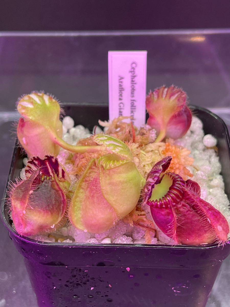 観葉植物 Cephalotus follicularis `Giant' Araflora