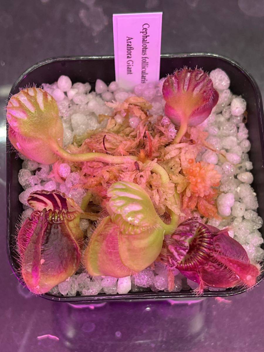 観葉植物 Cephalotus follicularis `Giant' Araflora
