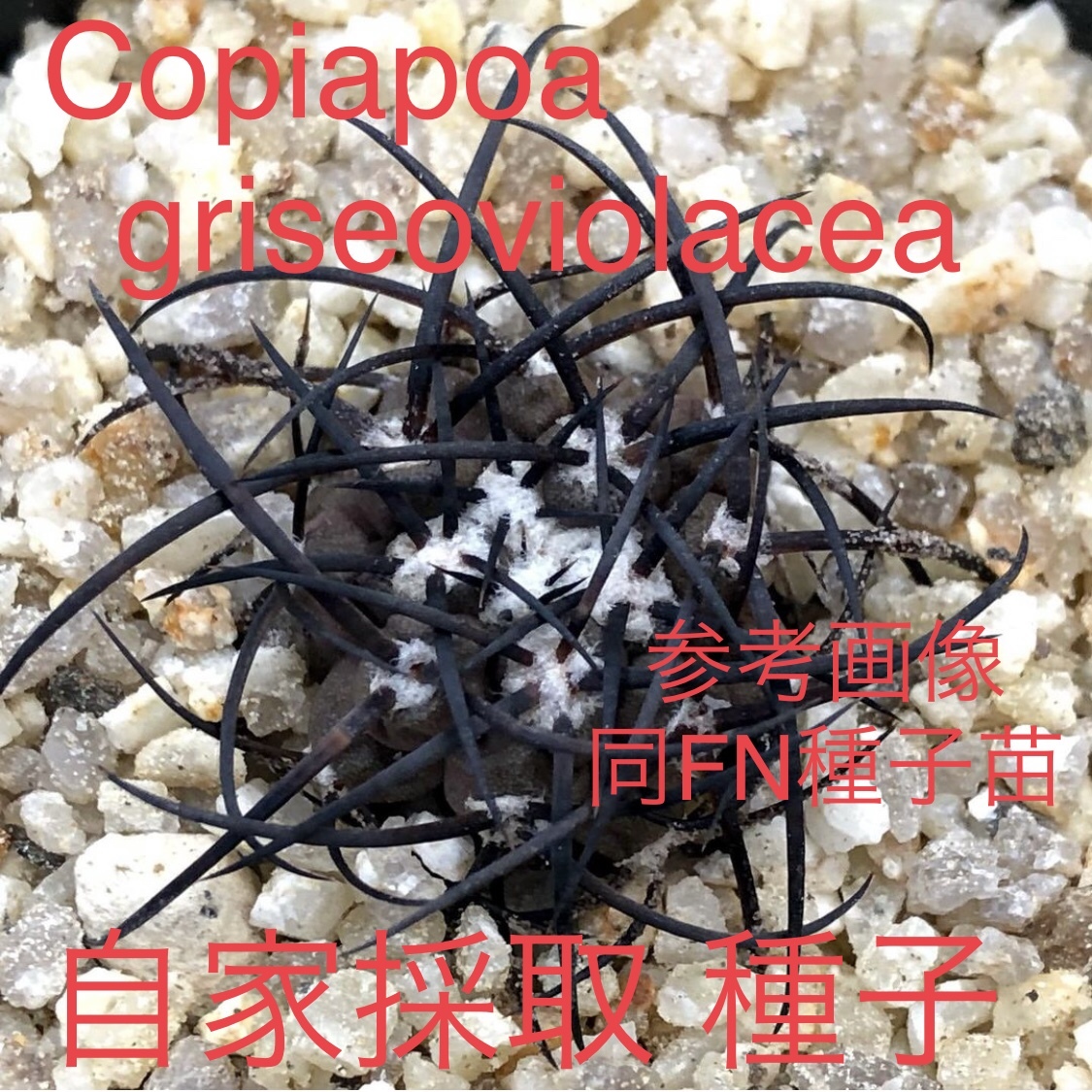 自家採取種子 10粒 コピアポア グリセオビオラセア Copiapoa griseoviolacea JN1971 ③ 検索 @Leafy works 黒王丸
