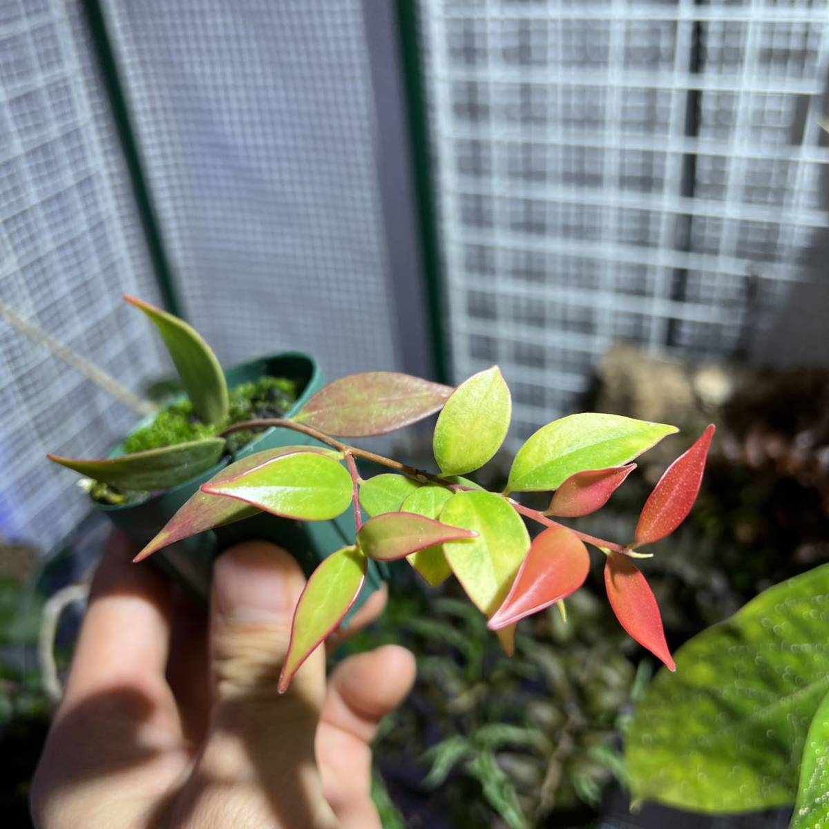 Ceratostema 南米着生ツツジ Yahoo!オークション | pendens