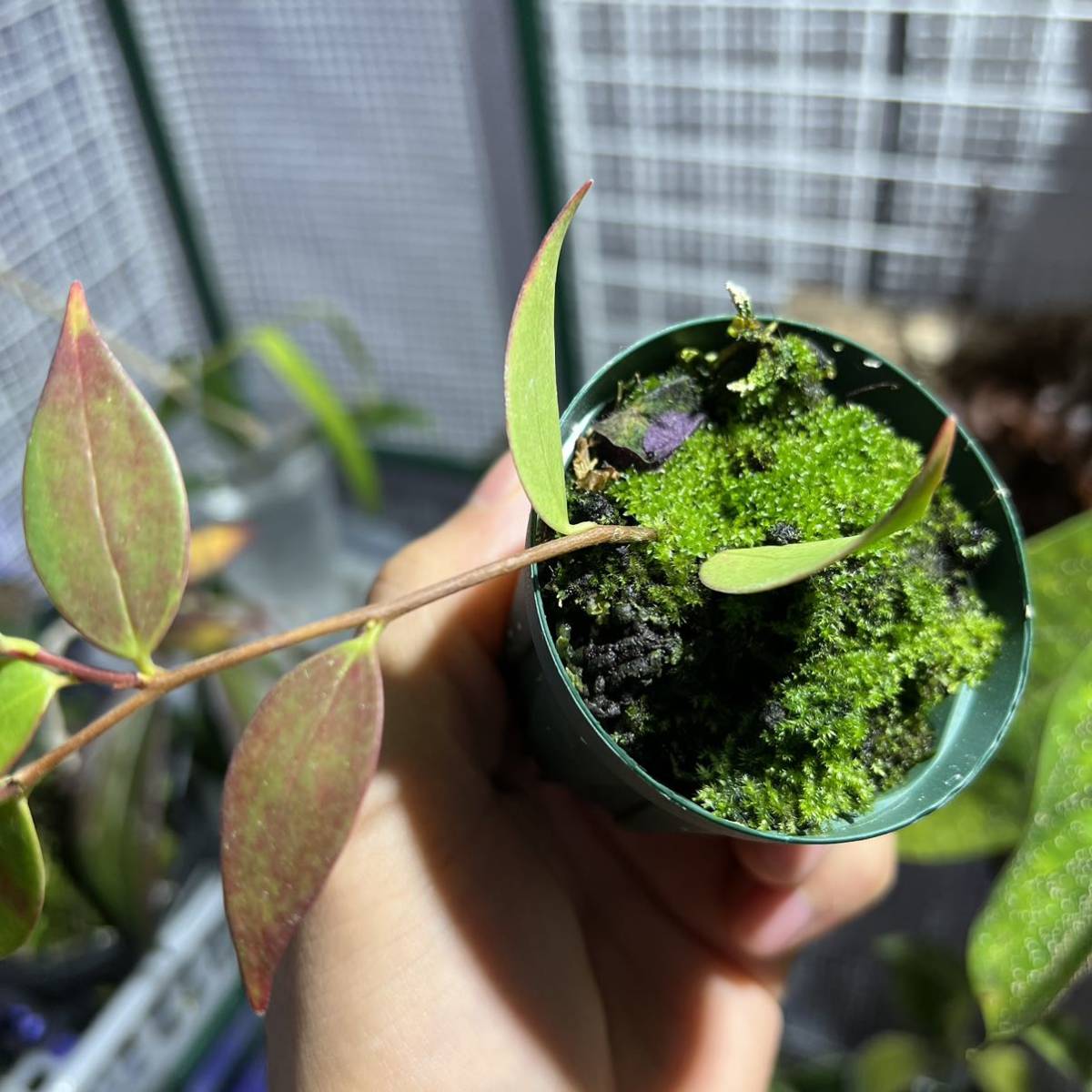 Ceratostema 南米着生ツツジ Yahoo!オークション | pendens