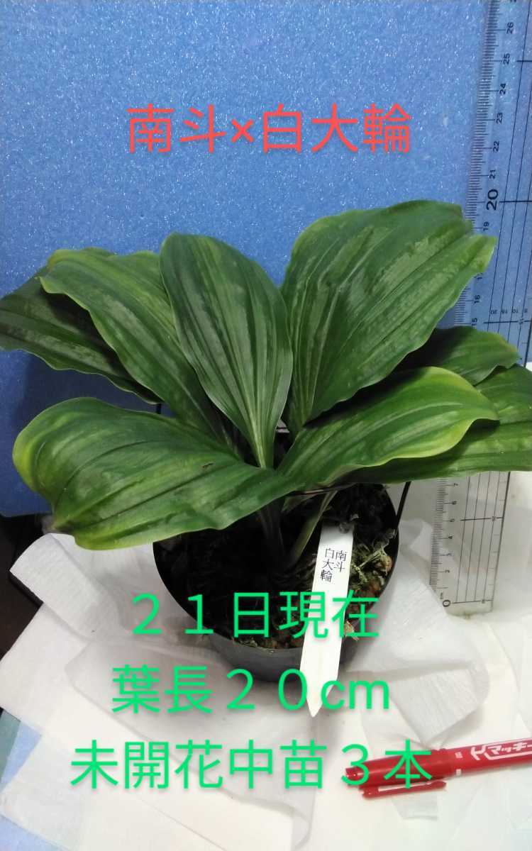 颯　南斗×白大輪　３本６０（えびね・エビネ・春蘭・寒蘭・山野草 )