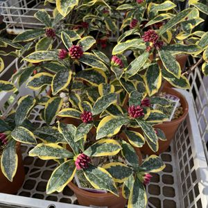 沈丁花 前島のヤフオク の相場 価格を見る ヤフオク の沈丁花 前島のオークション売買情報は8件が掲載されています