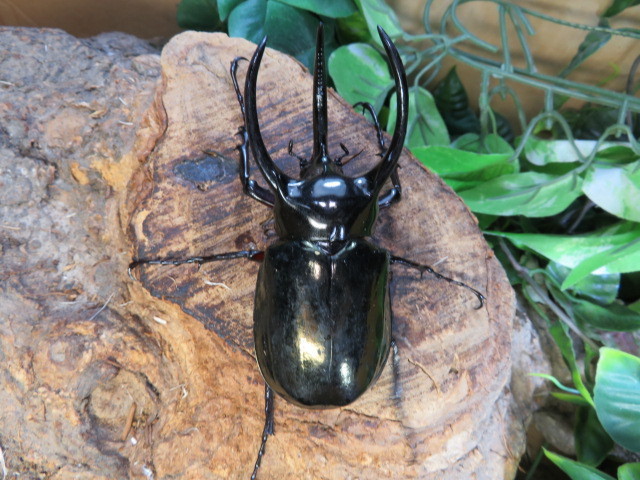 アトラスオオカブト　♂89ミリペアー・(スラウェシ)・カブトムシ販売アリスト・WD・成虫