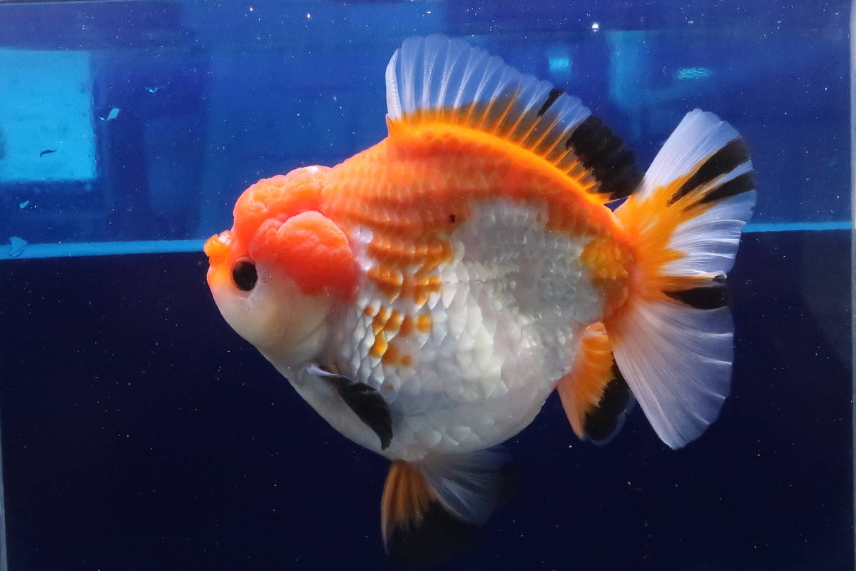 68＜water-flap＞　タイ産　オランダシシガシラ　ショートテール