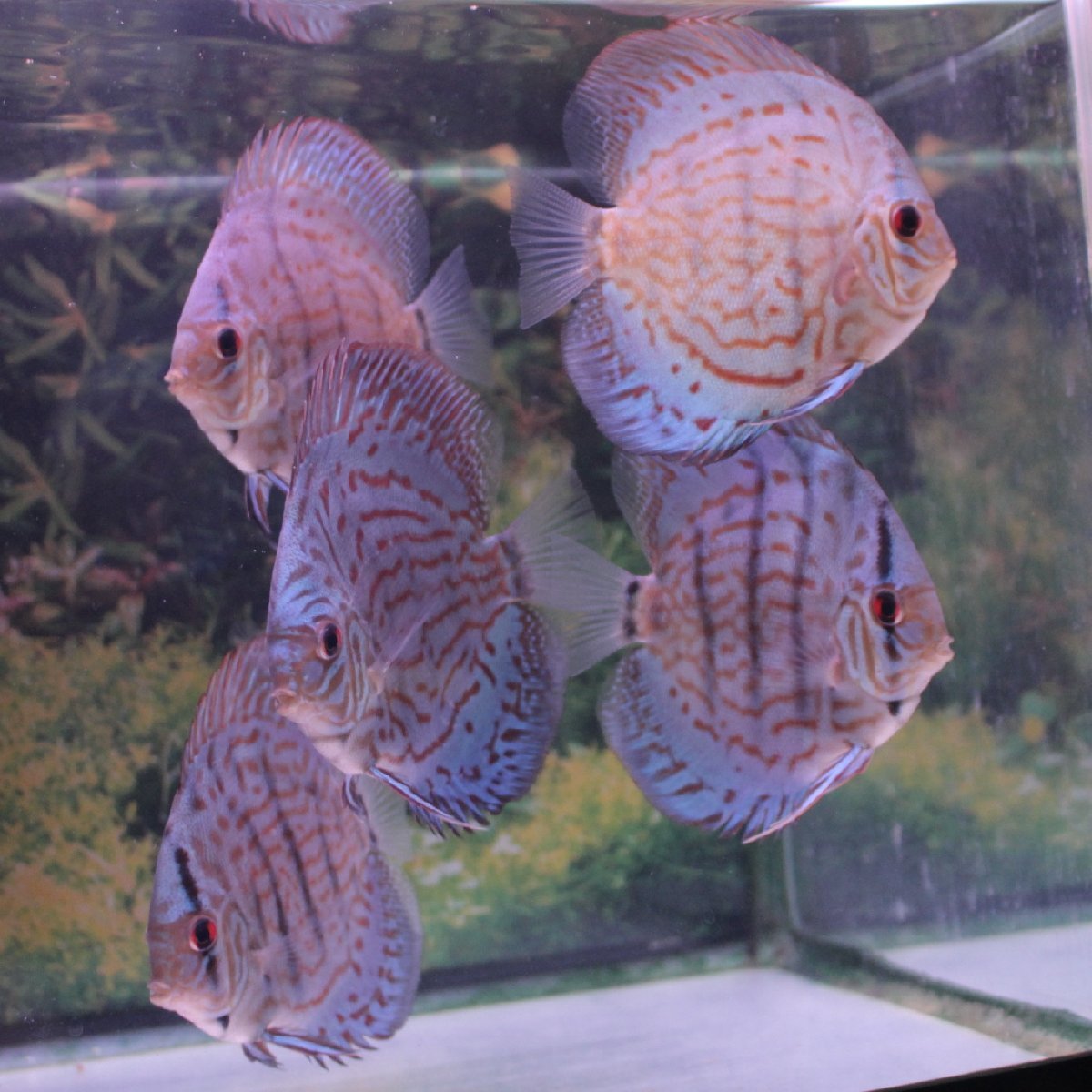 ドイツブリリアント ディスカス6匹