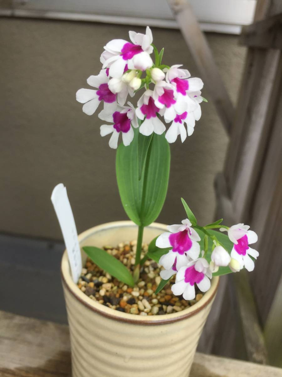 登録銘品【熊野の幻】純白紅一点　５球　8　山野草・イワチドリ（岩チドリ）　ラン　ウチョウランではありません