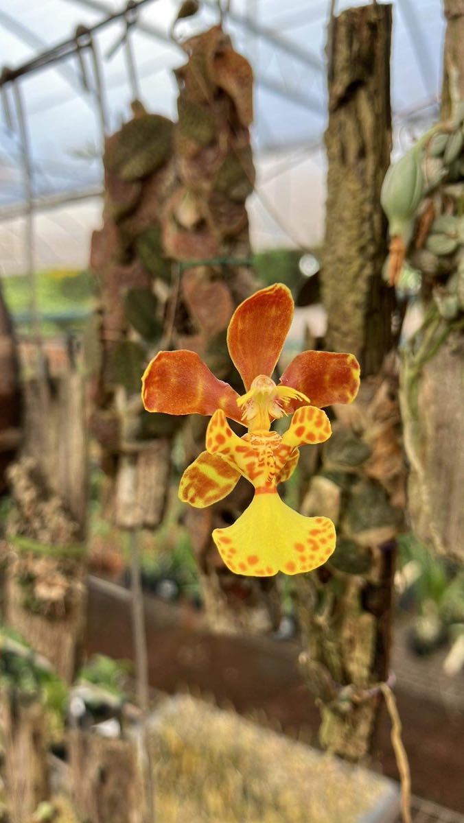 limminghei | Yahoo!オークション 洋蘭原種 Oncidium ドーム並行企画