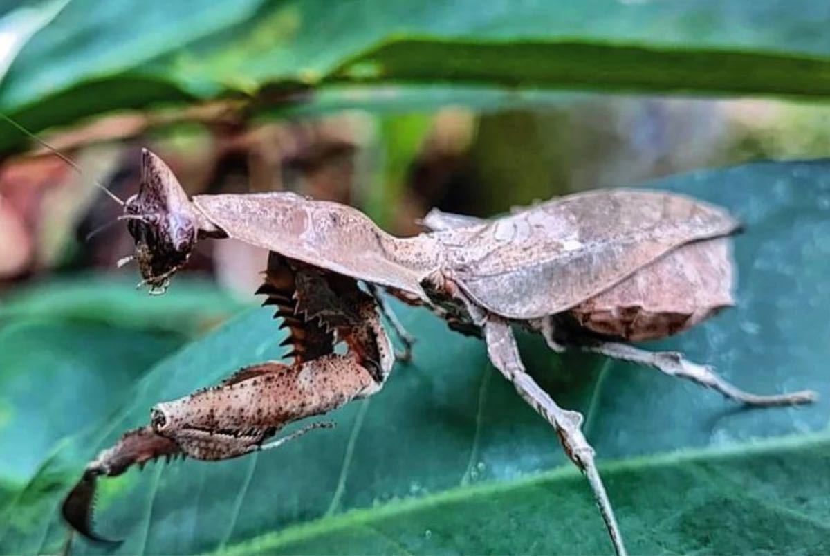 Parablepharis kuhlii sp インドネシア産　2令幼虫　　スマトラ島産　マオウカレハ　カマキリ　ペット　鑑賞　保証あり