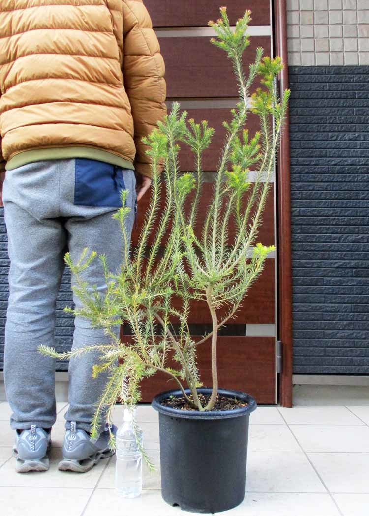 バンクシア エリシフォリア ヒースバンクシア 8号 現品】大株