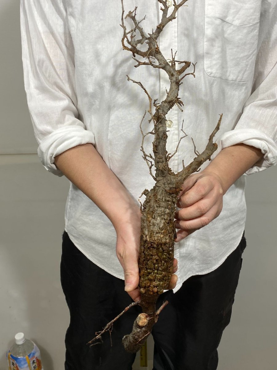 ス4820 「現地」オペルクリカリア　ヒファエノイデス　抜き苗【2/3最新・Operculicarya hyphaenoides・塊根植物】