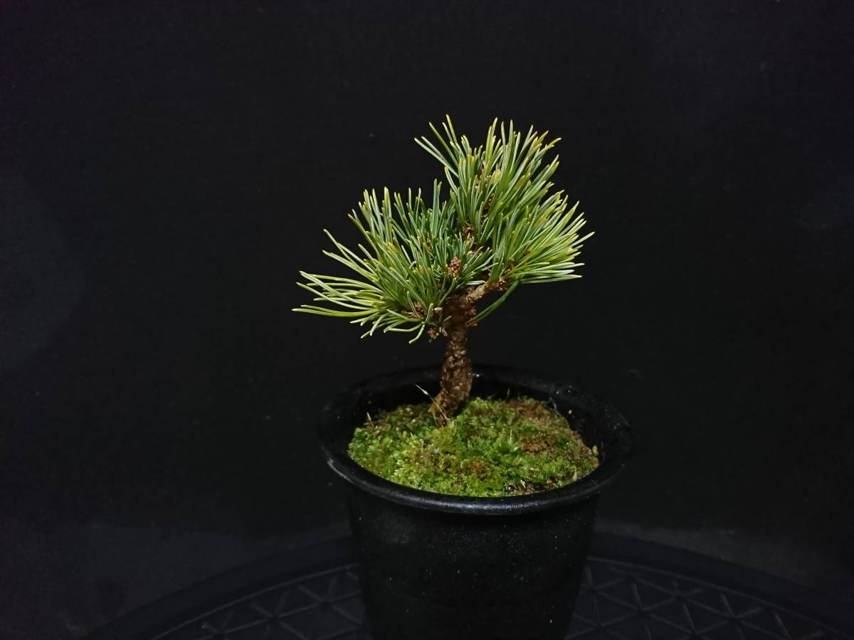 【ビャクシン】八房五葉松[明星]／ヤツフサゴヨウマツ[ミョウジョウ] 樹高９㎝ 小品盆栽 ミニ盆栽 五葉松盆栽 優良素材 No１１２ー６