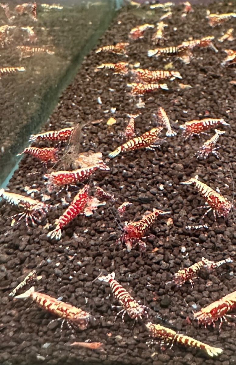 バレンタイン「渚shrimp」写真の水槽より2ペア RED GALAXY zebra