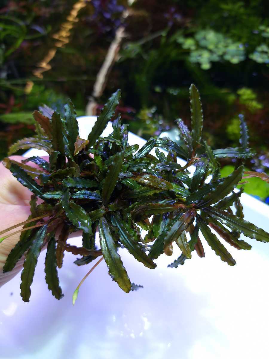 水草　ブセファランドラ sp ダークキャサリン7株おまけあり