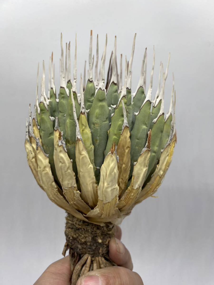 大株美株‼️陽炎 蕾 アガベ エボリスピナ 大株美株‼️陽炎